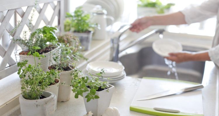 فوائد و أهمية وجود نباتات الزينة داخل المنزل - مدونة ميلين