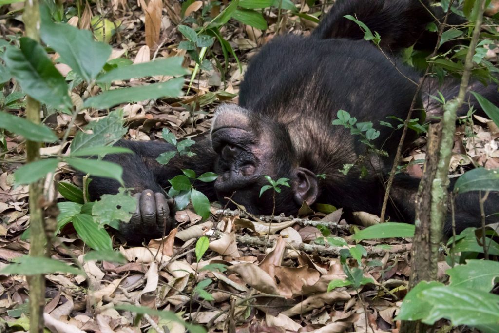 الشمبانزي يبني سريره وينام 9 ساعات: